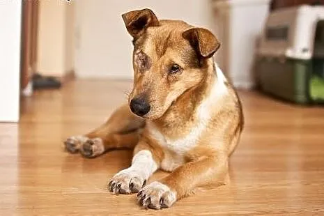Baścik - mały, smypatyczny, młody - do adopcji,  m