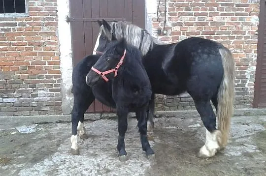 klacze sztumskie