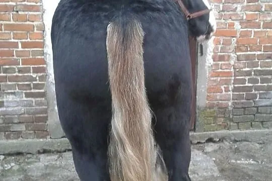Klacze sztumskie