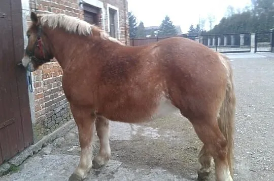 Klacze sztumskie