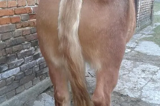 Klacze sztumskie