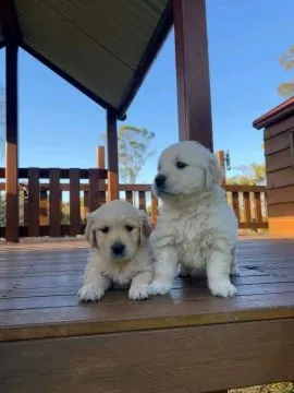Most beautiful and outstanding Golden Retriever puppies ready to make a new family awe, , Sawilno