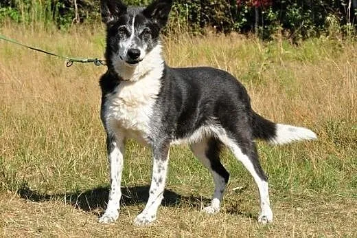 Aria - towarzyska, kochana sunia :),  warmińsko-mazurskie Olsztyn