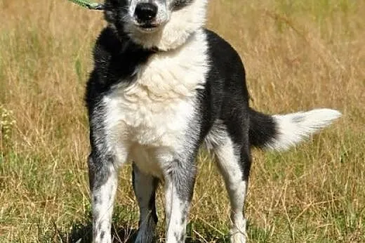 Aria - towarzyska, kochana sunia :),  warmińsko-ma