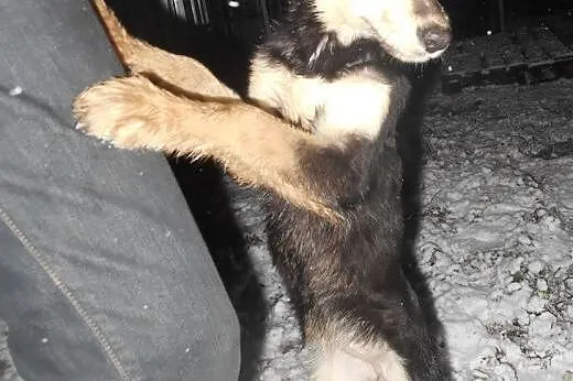 MOCCA- mądry i odważny szczeniak do adopcji,  małopolskie Kraków
