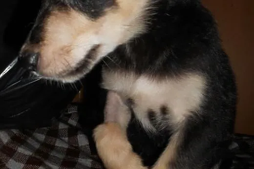 MOCCA- mądry i odważny szczeniak do adopcji,  mało