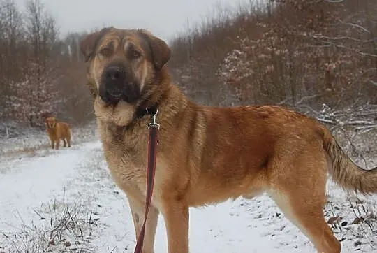 Młody grey w typie mastiffa hiszpanskiego