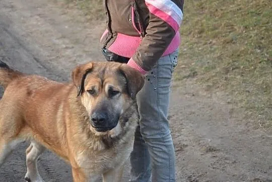 Młody grey w typie mastiffa hiszpanskiego