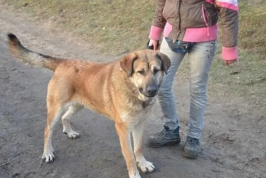 Młody grey w typie mastiffa hiszpanskiego