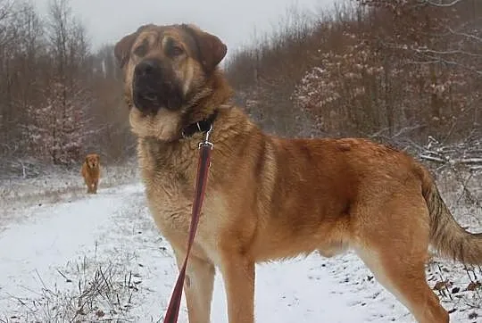 Młody grey w typie mastiffa hiszpanskiego