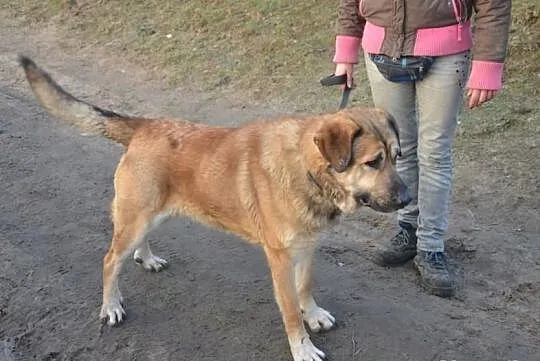 Młody grey w typie mastiffa hiszpanskiego