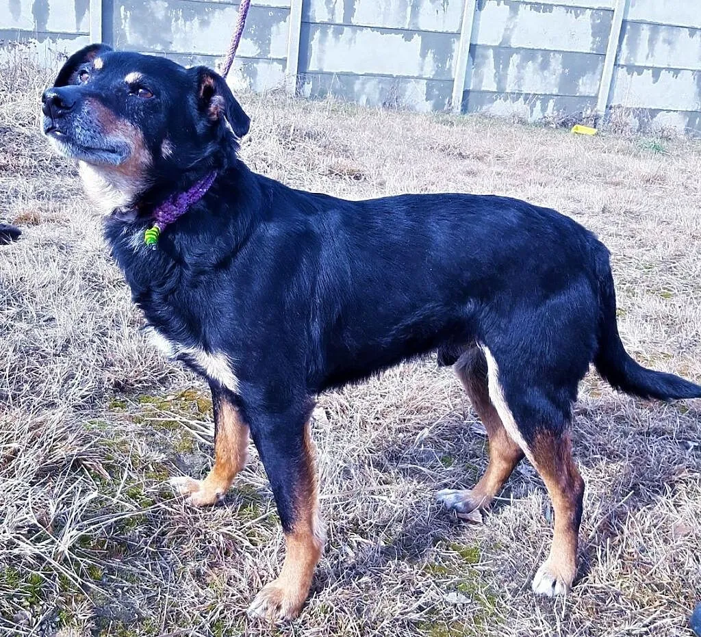 KONOPEK - kochany psiak, już kilka lat szuka domu..ADOPTUJ, Mazowieckie, Warszawa