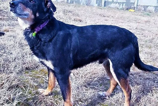 KONOPEK - kochany psiak, już kilka lat szuka domu..ADOPTUJ