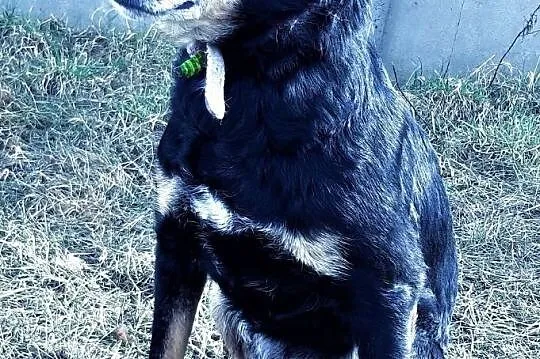 KONOPEK - kochany psiak, już kilka lat szuka domu..ADOPTUJ, Mazowieckie, Warszawa