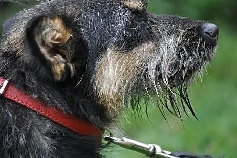 Aszka-  niesamowita suczka!,  mazowieckie Nowy Dwó