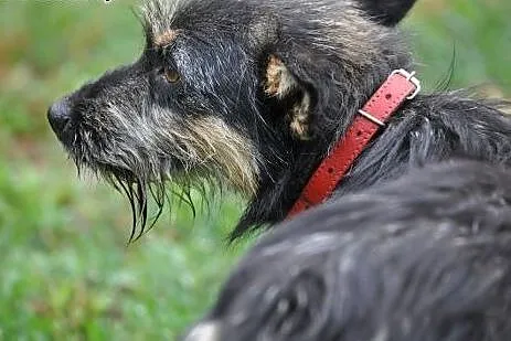 Aszka-  niesamowita suczka!,  mazowieckie Nowy Dwó