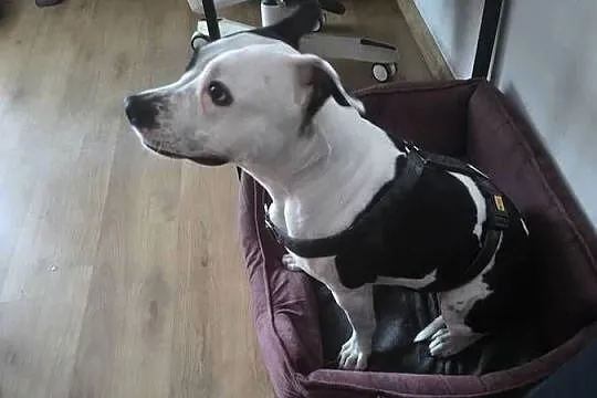 Suczka amstaff z rodowodem, Wielkopolskie, Jarocin