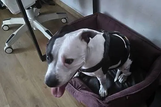 Suczka amstaff z rodowodem, Wielkopolskie, Jarocin