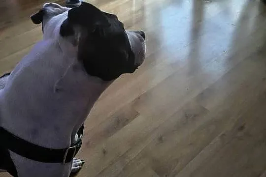 Suczka amstaff z rodowodem, Wielkopolskie, Jarocin