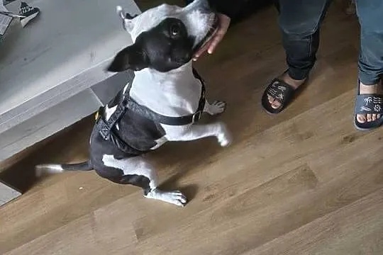 Suczka amstaff z rodowodem, Wielkopolskie, Jarocin