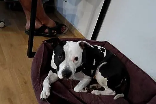 Suczka amstaff z rodowodem, Wielkopolskie, Jarocin