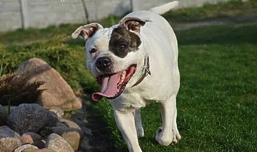 ADELA w typie amstaffa do adopcji , wielkopolskie