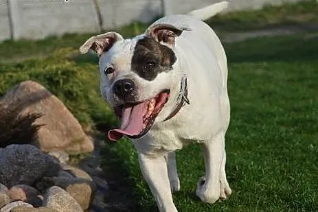 ADELA w typie amstaffa do adopcji , wielkopolskie Poznań