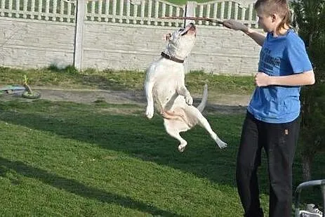 ADELA w typie amstaffa do adopcji ,  wielkopolskie