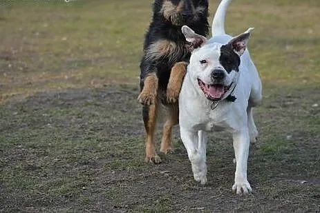 ADELA w typie amstaffa do adopcji ,  wielkopolskie