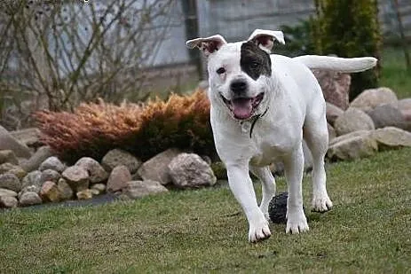 ADELA w typie amstaffa do adopcji ,  wielkopolskie