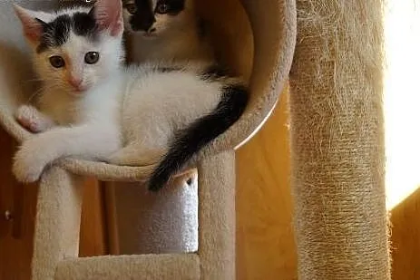 Kociaki słodziaki Klara, Milk i Oreo czekają na do