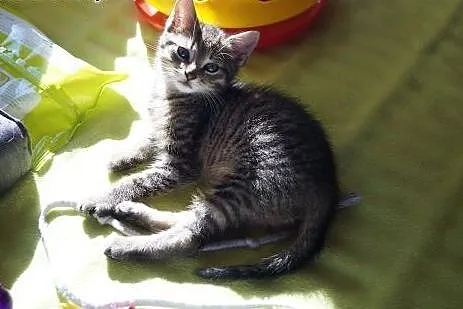 Kociaki słodziaki Klara, Milk i Oreo czekają na do