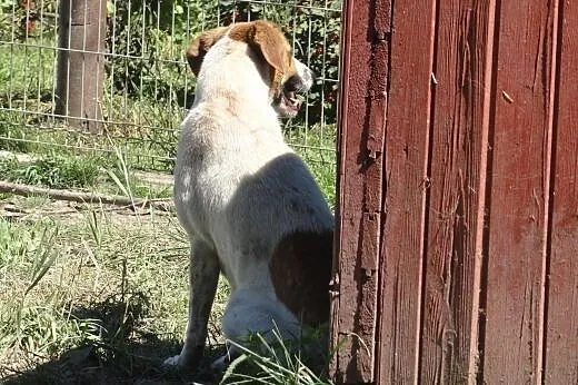 Piegus wciąż czeka na tego jedynego człowieka..., 