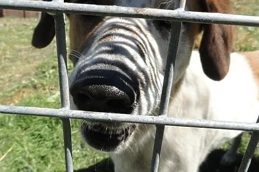 Piegus wciąż czeka na tego jedynego człowieka..., 