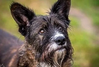 Adoptując Londi zyskujesz przyjaciela na zawsze, Małopolskie, Kraków