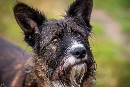 Adoptując Londi zyskujesz przyjaciela na zawsze, Małopolskie, Kraków