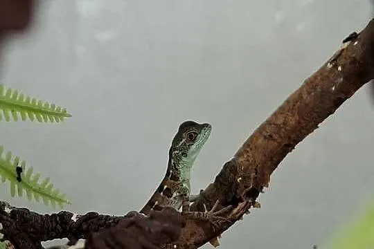 Bazyliszek płatkogłowy (Basiliscus plumifrons)