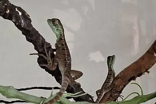 Bazyliszek płatkogłowy (Basiliscus plumifrons), Małopolskie, Kraków