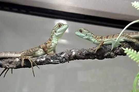 Bazyliszek płatkogłowy (Basiliscus plumifrons), Małopolskie, Kraków