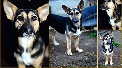 Adoptuj Zoja czeka na nowy dom, daj jej szansę, m