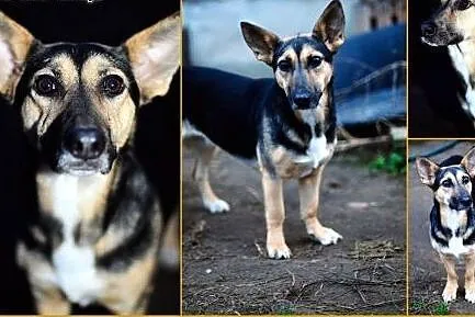 Adoptuj Zoja czeka na nowy dom, daj jej szansę,  m