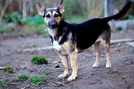 Adoptuj Zoja czeka na nowy dom, daj jej szansę,  m