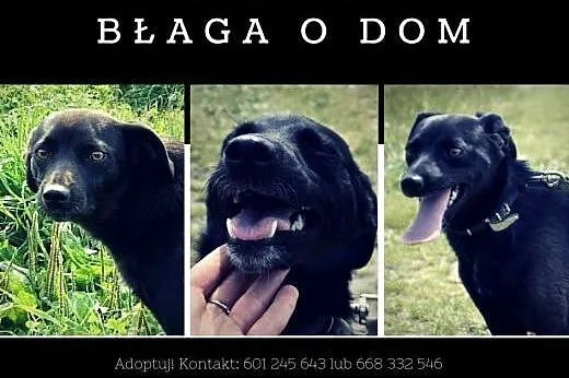 Czarna Finka tak bardzo prosi o dom... Schronisko 