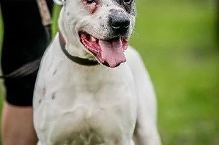 Bratek czarujący niczym kwiatek ! do adopcji !!,  