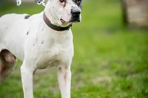 Bratek czarujący niczym kwiatek ! do adopcji !!,  