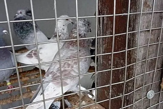 sprzedam gołębie biale pocztowe i inne, Lubuskie, Lubiszyn