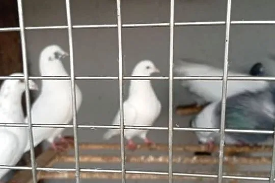 sprzedam gołębie biale pocztowe i inne, Lubuskie, Lubiszyn