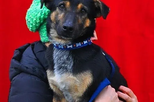DUDUŚ - mały 8 kg psiak który kocha ludzi i dzieci do adopcji,  mazowieckie Warszawa