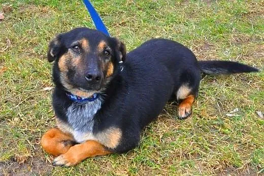 DUDUŚ - mały 8 kg psiak który kocha ludzi i dzieci