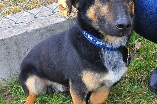 DUDUŚ - mały 8 kg psiak który kocha ludzi i dzieci